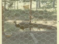 1969-07-19-Honeymoon40BarHarbourMaine.jpg
