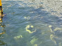 IMG_8752.jpg